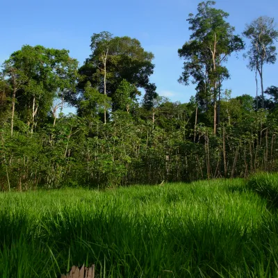 A regeneração natural da floresta