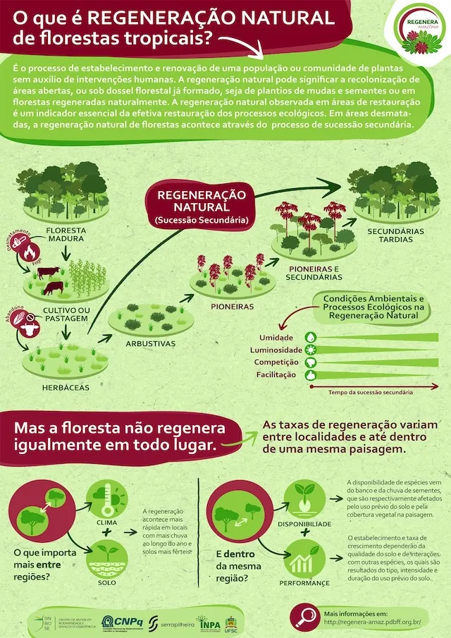 O que é regeneração natural