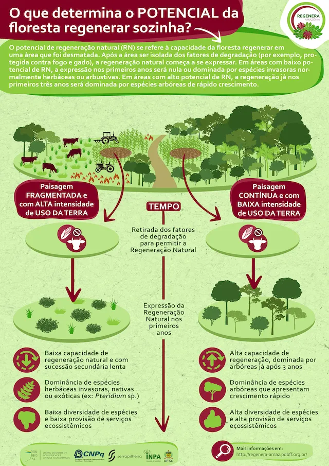 O potencial de regeneração natural em áreas desmatadas